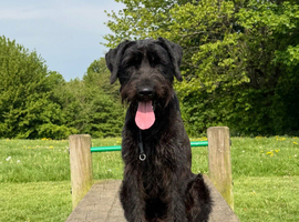 Giant Schnauzer Female 12 Months Old NOT KC