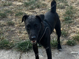 Stunning black Patterdale male