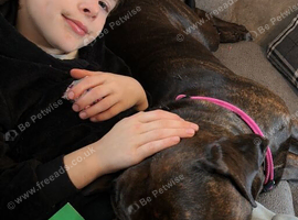 Cane corso cross