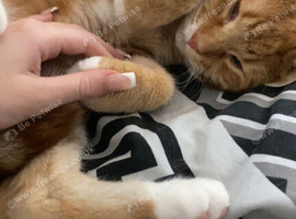 Rehoming cats