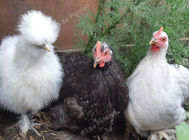 Bantam chickens/ hens
