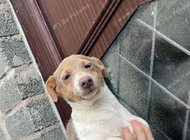 Miniature male Jack Russell pup for sale