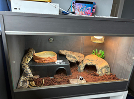 Royal python and full setup
