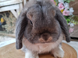 Opal Mantle mini lop Adult avaliable