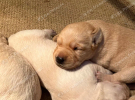 Stunning litter of KC reg yellow Labrador puppies
