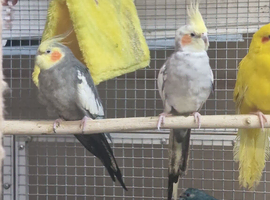 Stunning Cockatiels Available