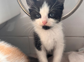 2 kittens for sale