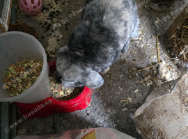 rabbit