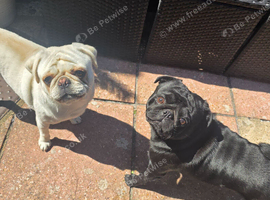 two pugs to good hands