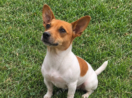 Jack Russel pups
