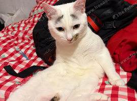 Mando &ndash; Looking for His Forever Home