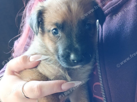 Puppies cross German shepherd Belgium shepherd