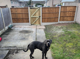 Male cane corso