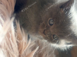 British shorthair x ragdoll kittens
