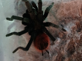 SALE* Pair M/F Tliltocatl vagans (Campeche pure blood) aound the 4" inch+ DLS.