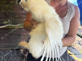 Silkies