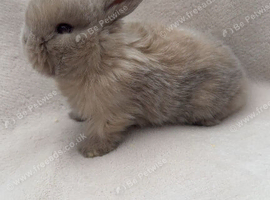 Beautiful mini lop babies