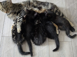 4 kittens for sale