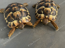 X2 Herman tortoises with enclosure and heat lamps
