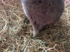 Netherland dwarf