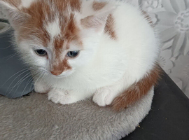 8 weeks old boy