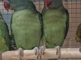 Baby Alexandrine Parrots