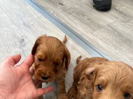 Cockapoo pups for sale