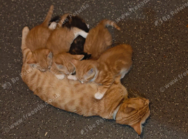 Beautiful Ginger and Calico kittens