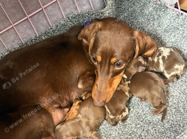 Miniature dachshund puppies