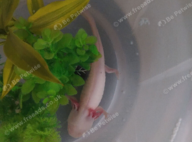 Albino axolotl