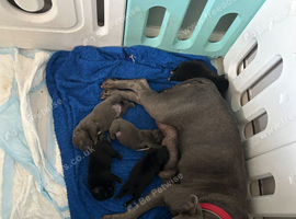 Female pup