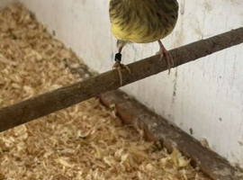 Gloster canaries for sale