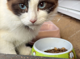 Tri colour Ragdoll&rsquo;s