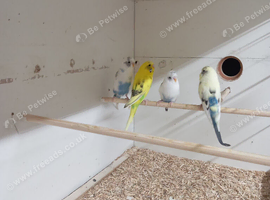 Budgies for sale &pound;20 each