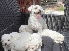 Gorgeous Maltese Toy puppies