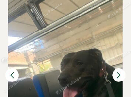Female staffy
