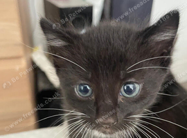 Kittens for sale