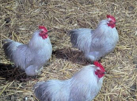 Lavender pekin Bantam boys