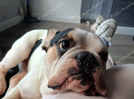 Male frenchie