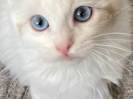 LAST GIRL AVAILABLE! TICA registered Ragdolls