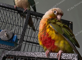 Two conures looking for a loving home
