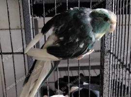 Blue / Cream Kakariki