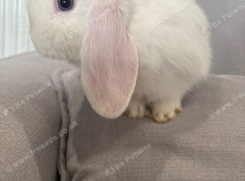 White blue eyed mini lop