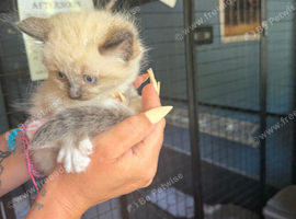 Kittens for sale 4 kittens