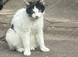 Cat for sale