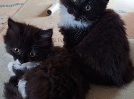 Gorgeous little fluff  balls