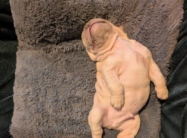 Only x1 boy left out of 6,  KC registered micro French bulldogs