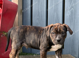 Staffordshire Bull Terrier X pups