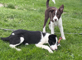 Border collie puppies