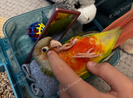 Beautiful pineapple conure hand tame and ready for a loving home
